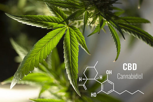 Cannabinoides, Cannabis y Cariofileno: la conexión natural que transforma tu bienestar