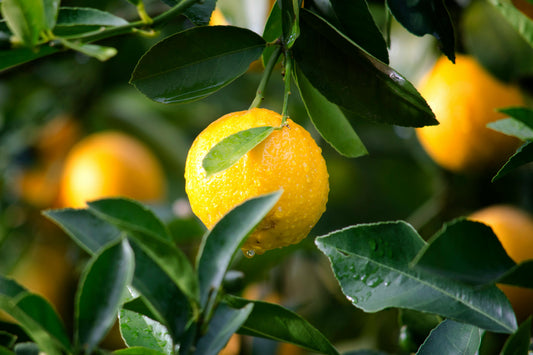 🍋 Top 5 formas de usar el aceite esencial de Limón que no conocías